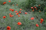fleurs légères - Le pouvoir des fleurs