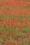 presque rouge - Le pouvoir des fleurs