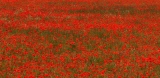 rouge - Le pouvoir des fleurs