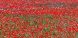 rouge un peu plus tard - Le pouvoir des fleurs