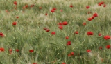 toujours mon idée de mélange - Le pouvoir des fleurs