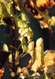 Les vignes à Bertrand. Loiret - Le pouvoir des fleurs