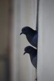 two pigeons at the window  Corti - Windows