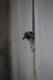 only one at the window  Corti - Windows